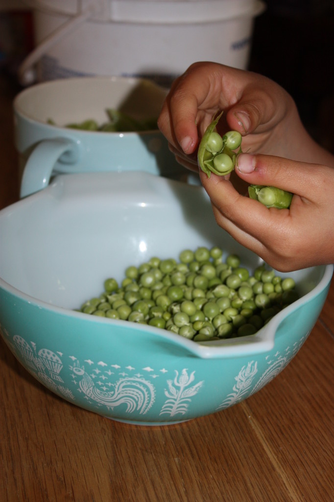 peas from our neighbour